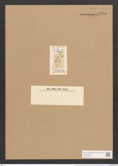 Cocconeis hyperborea Ehr. (de-Toni-Nr.: Genus 40, Species 1898) Zeichnungen Sammlung Grunow Nr. 3705 (NHMW-BOT-W0371334)